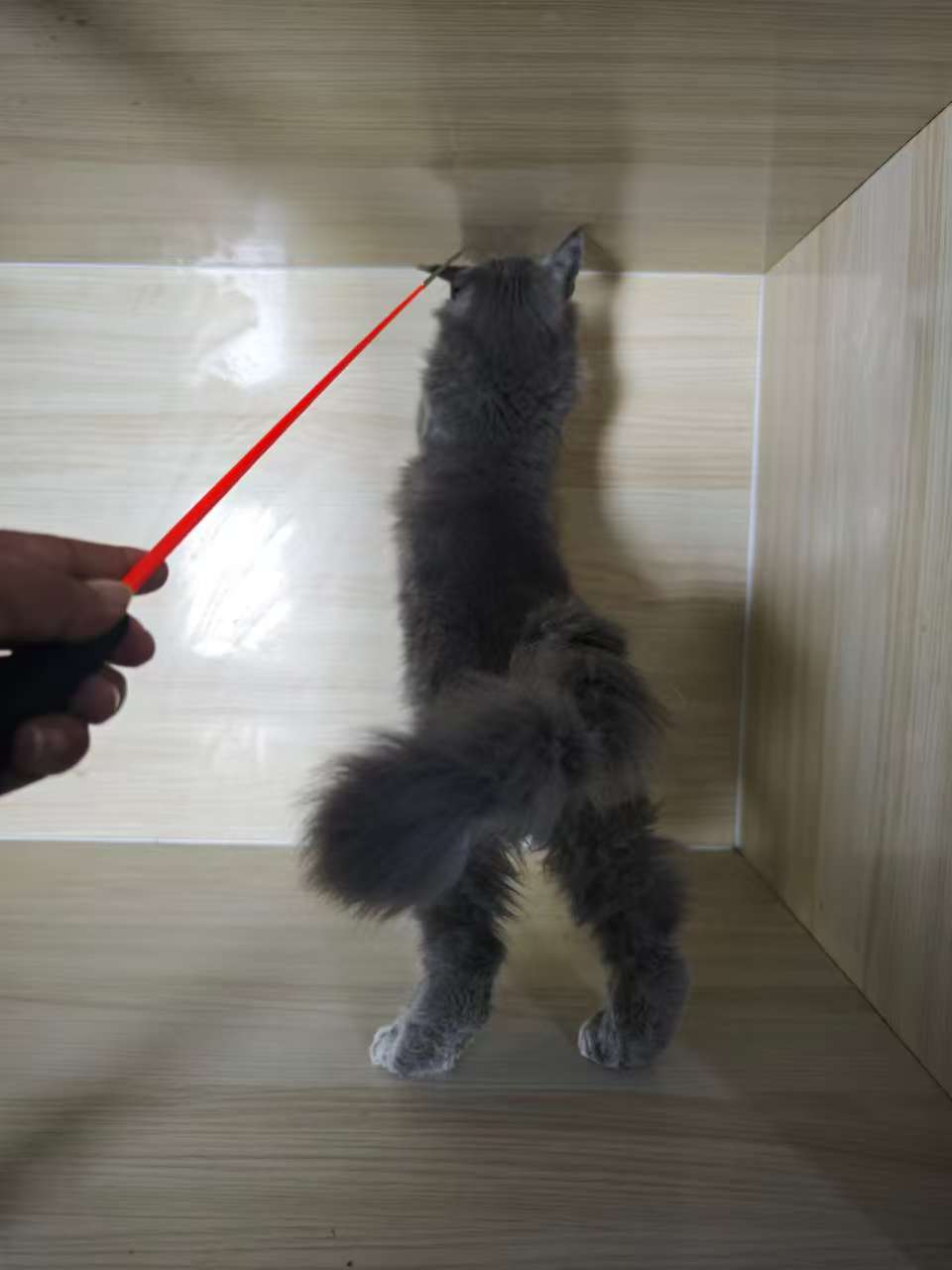 缅因猫蓝烟弟弟,三针苗全,高赛级,注小时候长癣现在已好,给它找个家